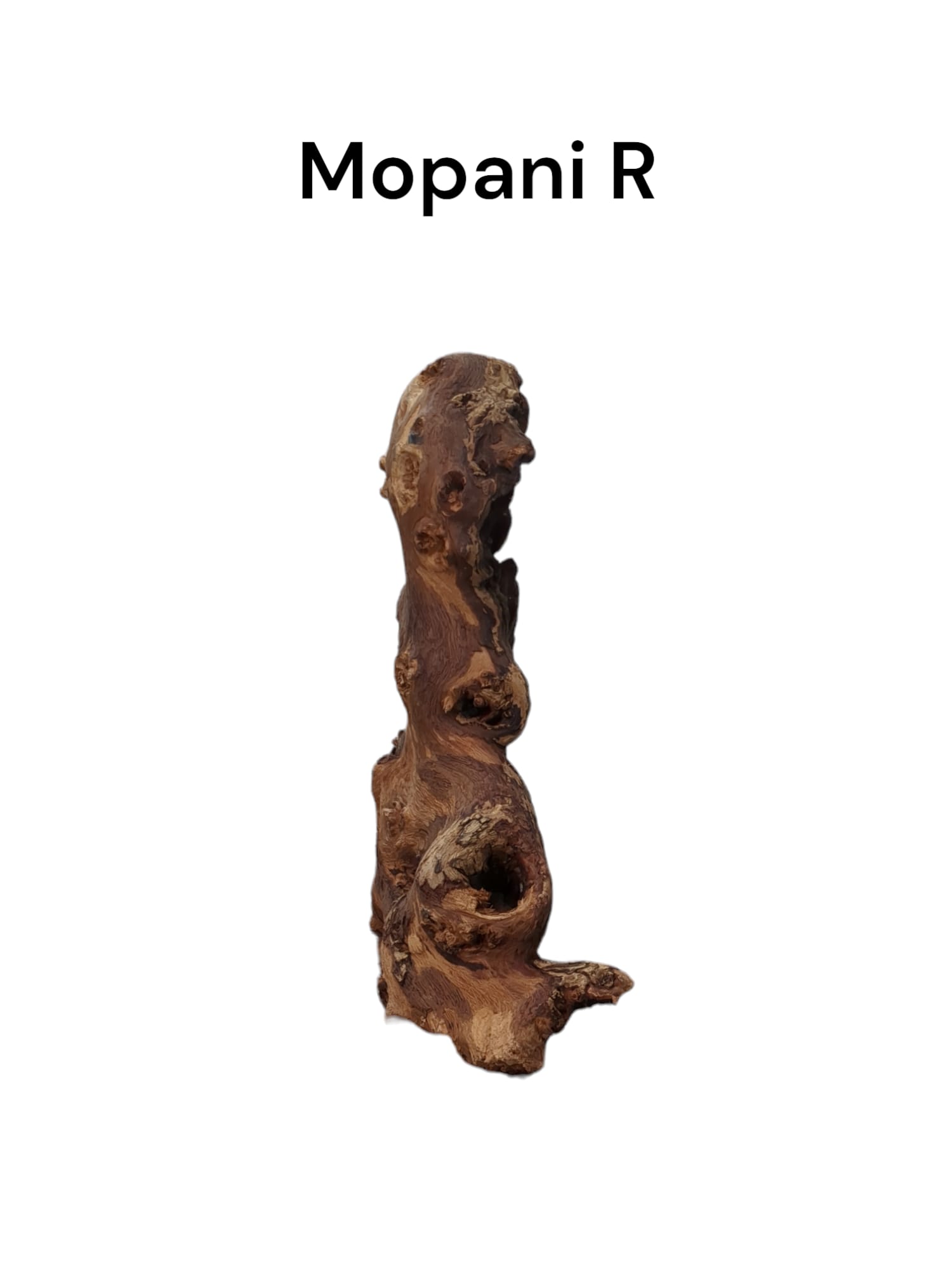 mopani r3.jpg